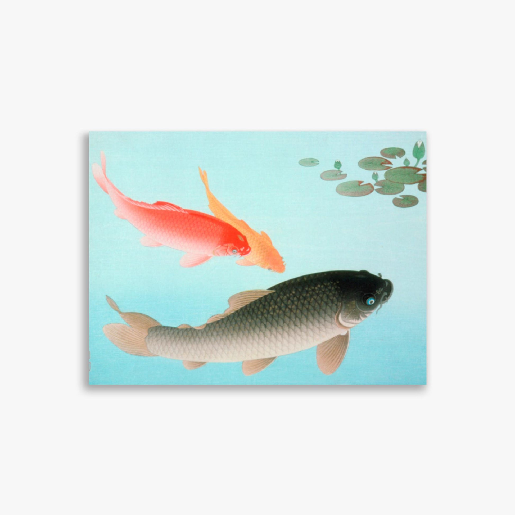 Ohara Koson - Common and Golden Carp 30x40 cm Poster