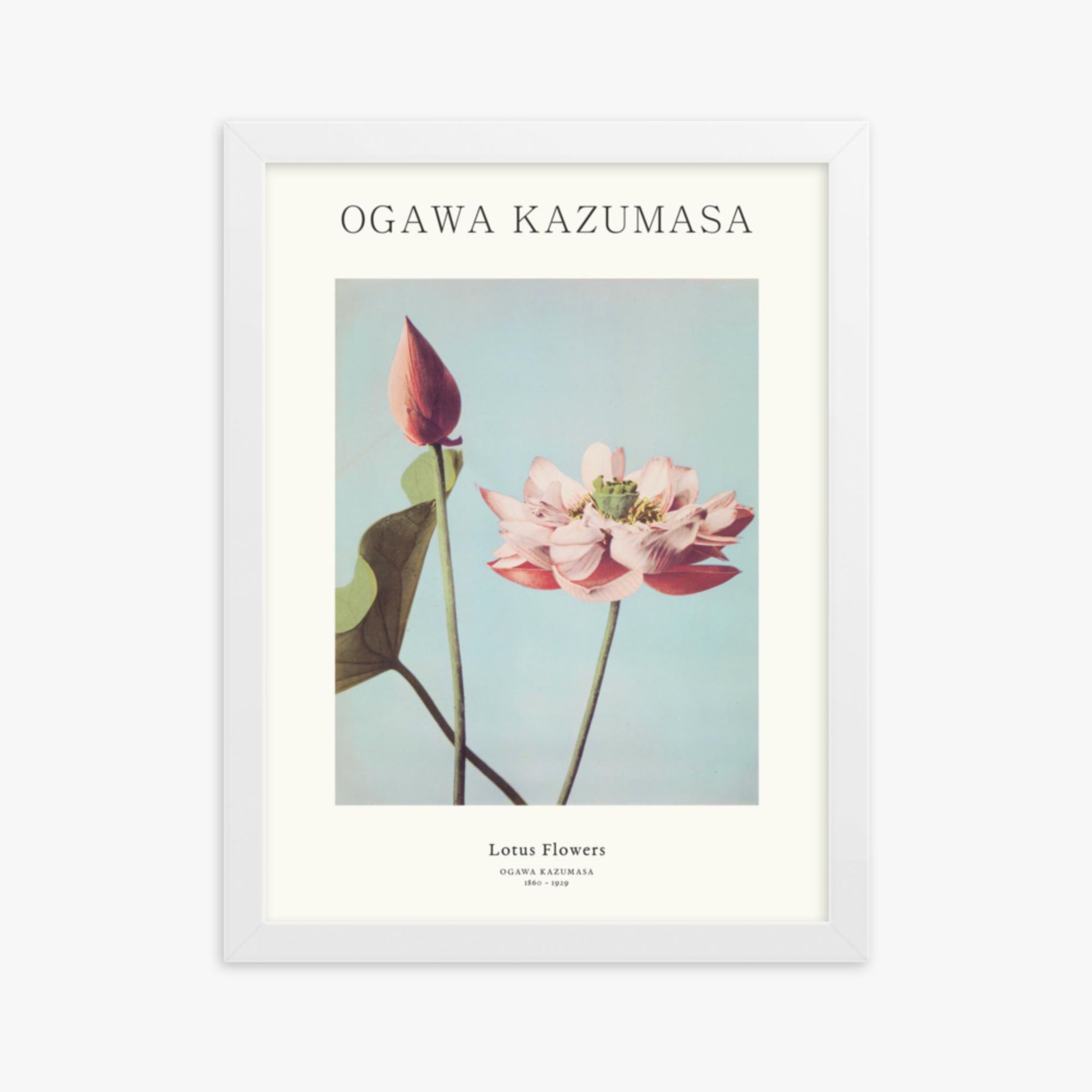 Ogawa Kazumasa - Lotus Flowers - Decoration 30x40 cm Poster With White Frame