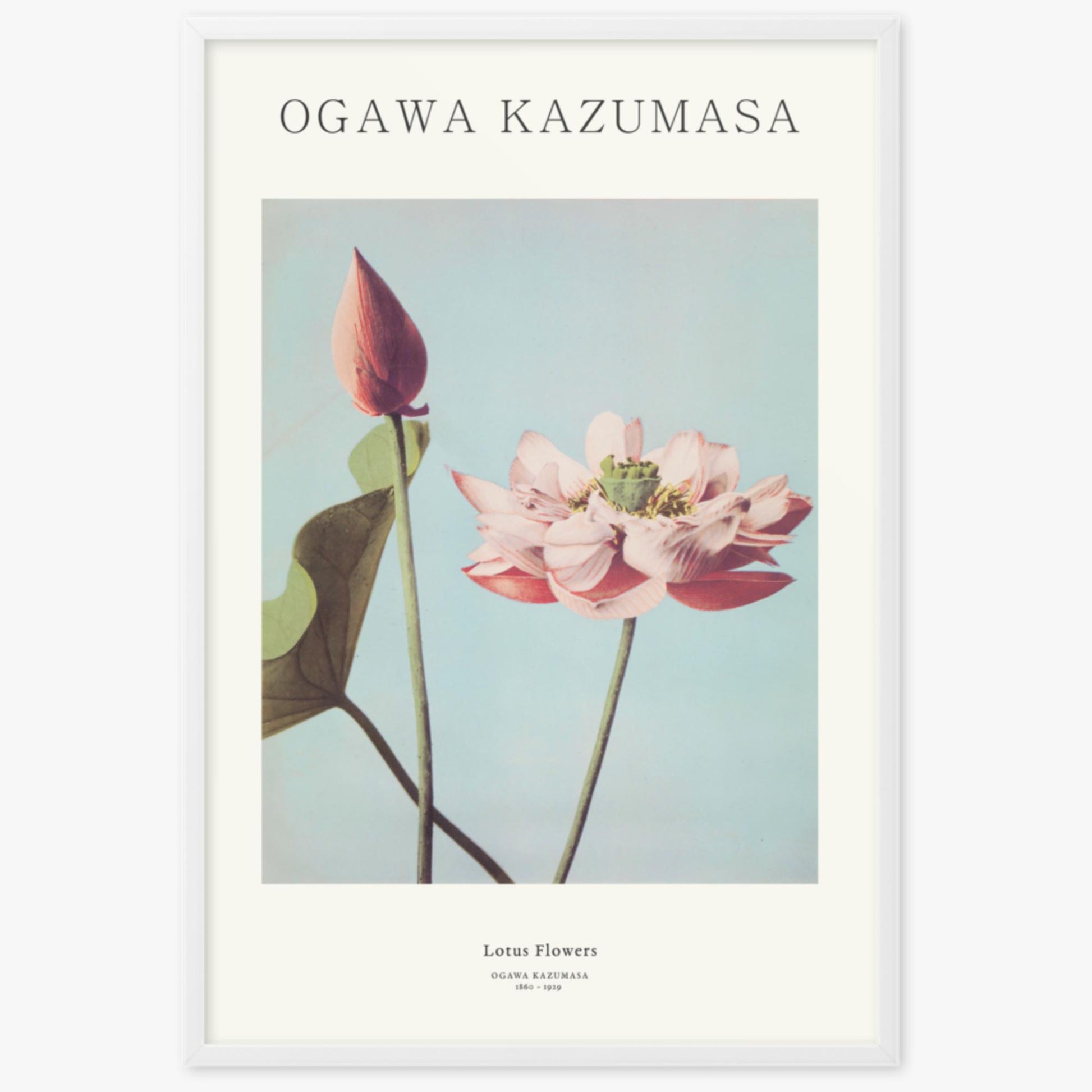 Ogawa Kazumasa - Lotus Flowers - Decoration 61x91 cm Poster With White Frame