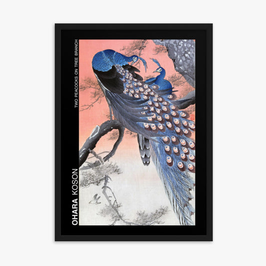 Ohara Koson - Two peacocks on tree branch - Decoration 50x70 cm Poster With Black Frame