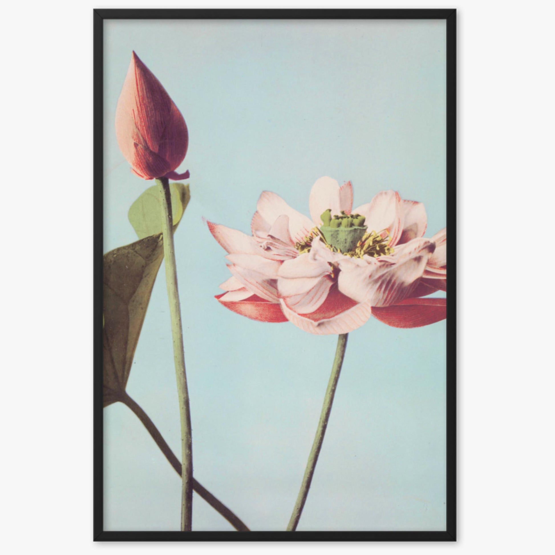 Ogawa Kazumasa - Lotus Flowers 61x91 cm Poster With Black Frame