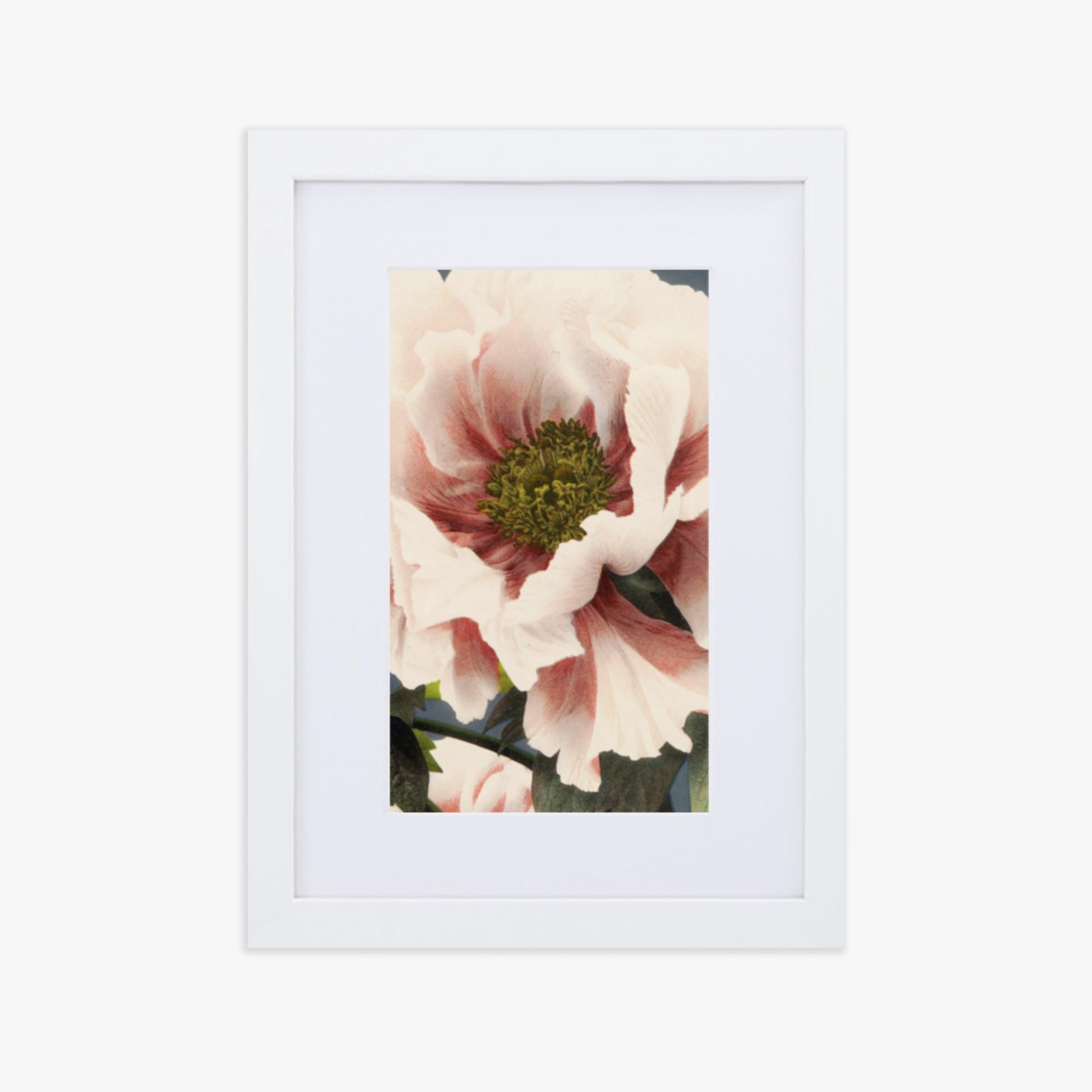 Ogawa Kazumasa - Peony 21x30 cm Poster With White Frame