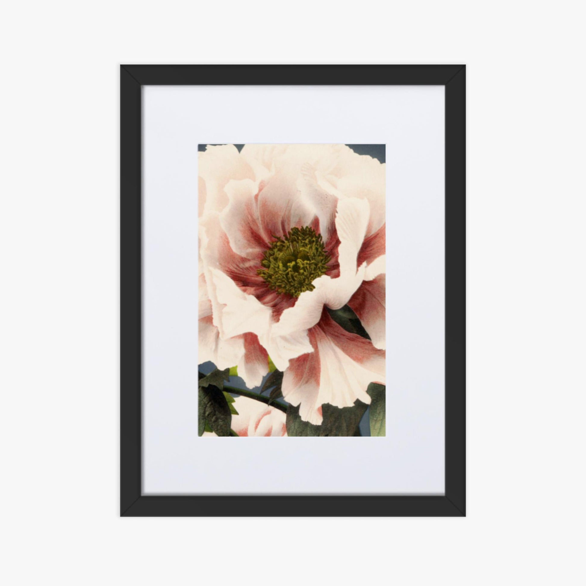 Ogawa Kazumasa - Peony 30x40 cm Poster With Black Frame