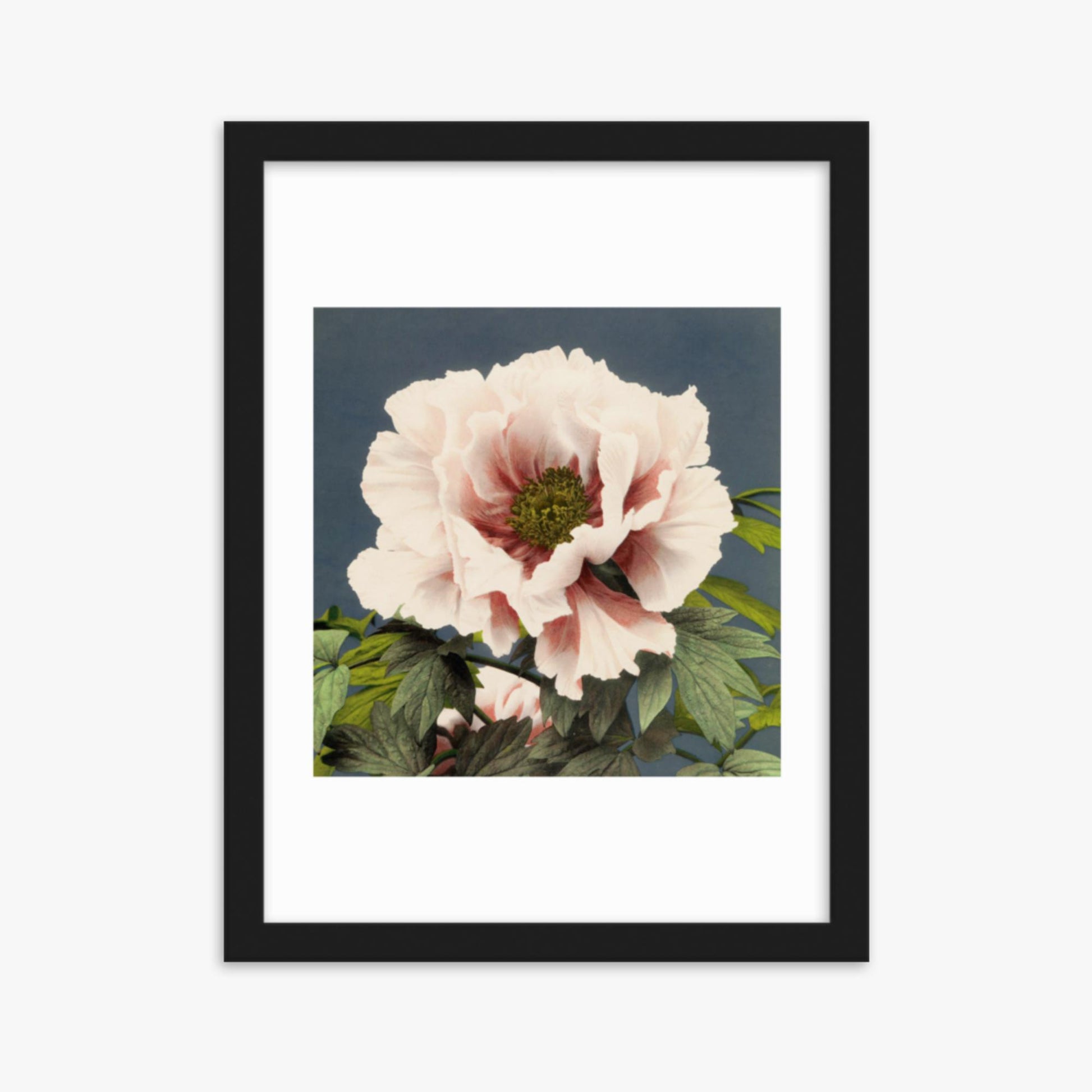 Ogawa Kazumasa - Peony 30x40 cm Poster With Black Frame