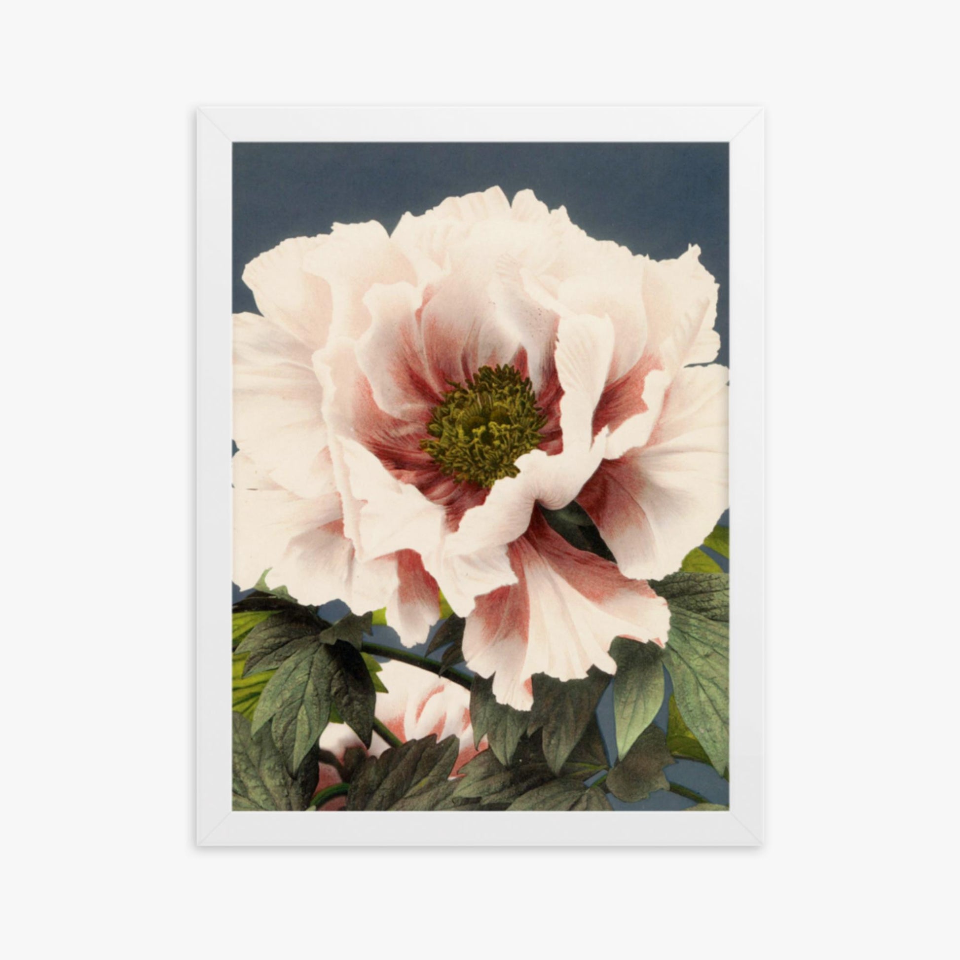 Ogawa Kazumasa - Peony 30x40 cm Poster With White Frame