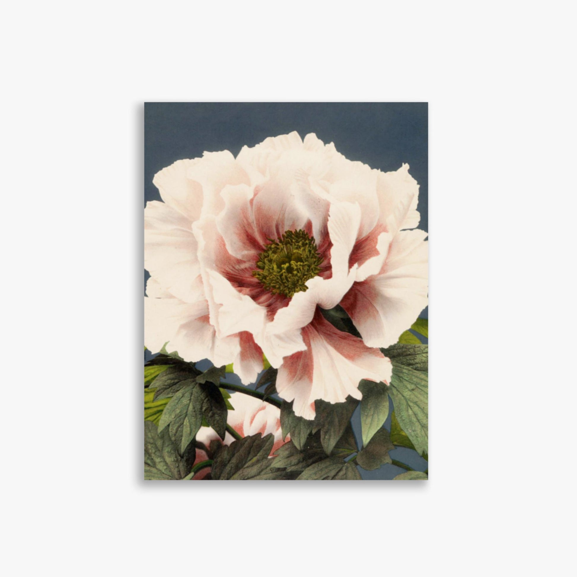 Ogawa Kazumasa - Peony 30x40 cm Poster