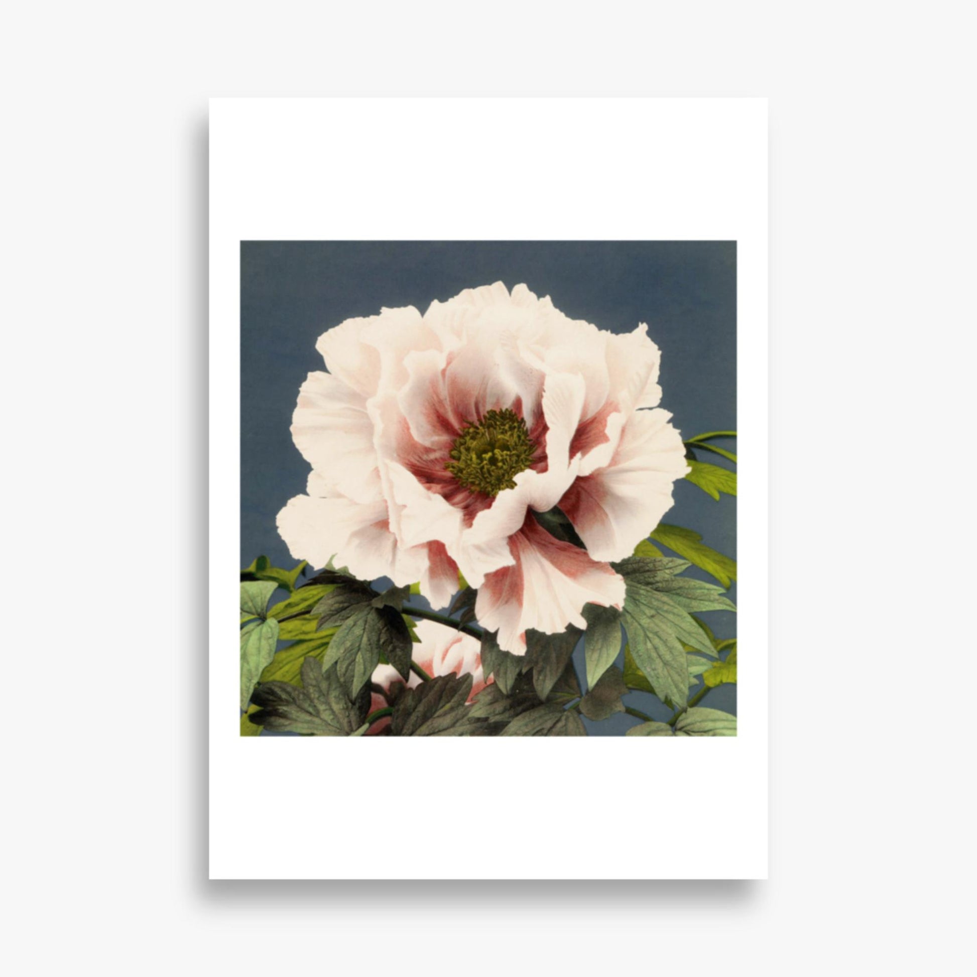 Ogawa Kazumasa - Peony 50x70 cm Poster