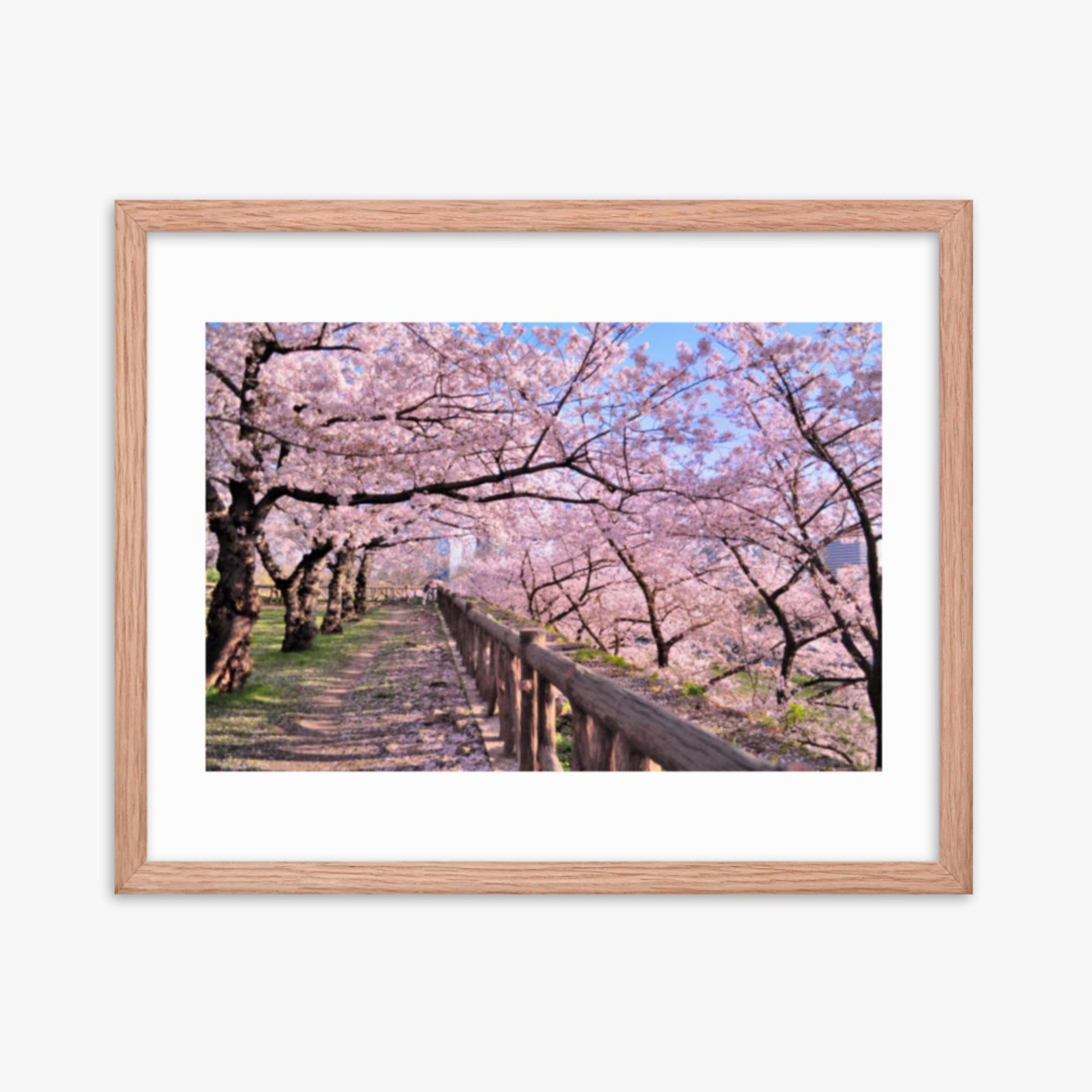 Cherry blossoms in full bloom in Park 16x20 in Poster With Oak Frame