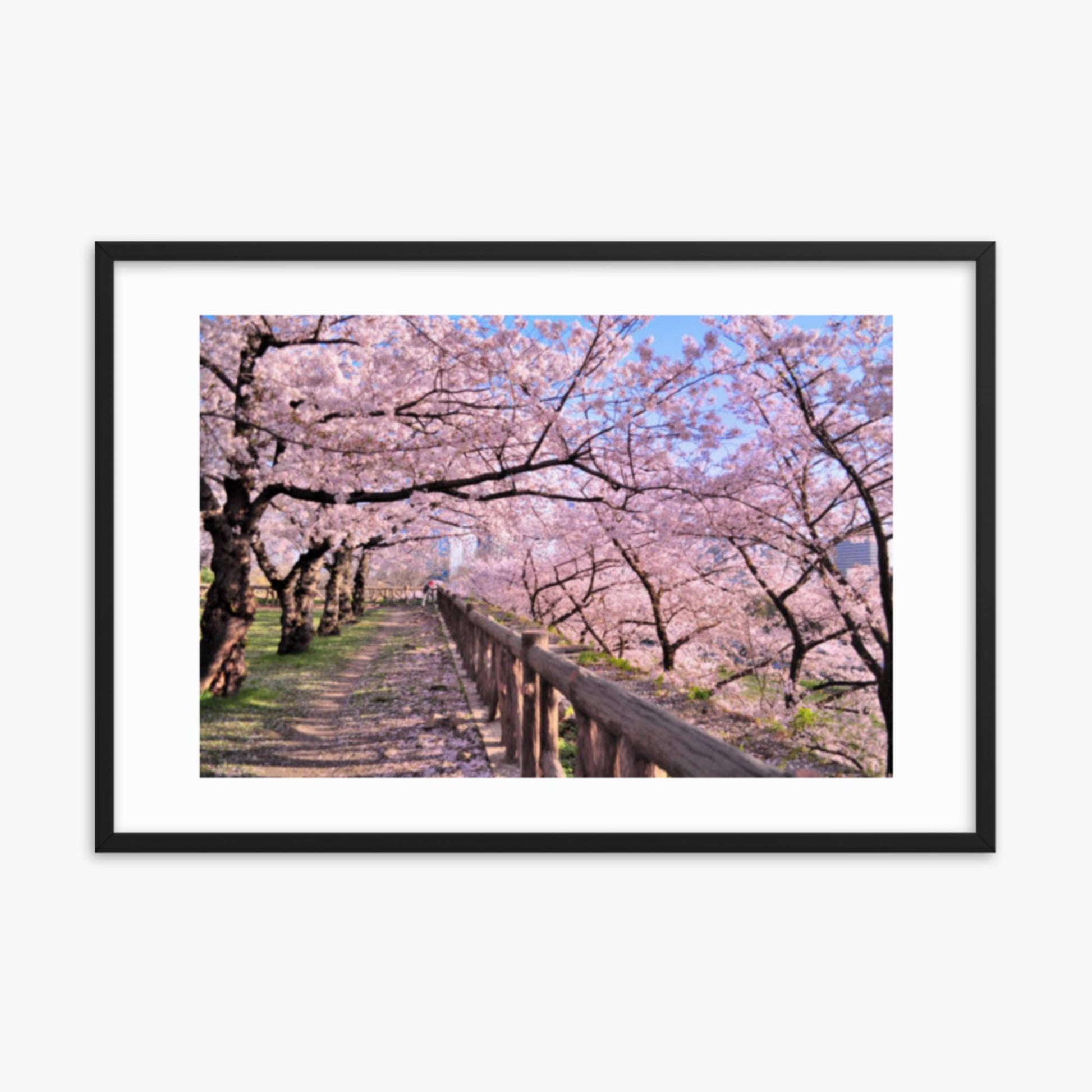 Cherry blossoms in full bloom in Park 24x36 in Poster With Black Frame