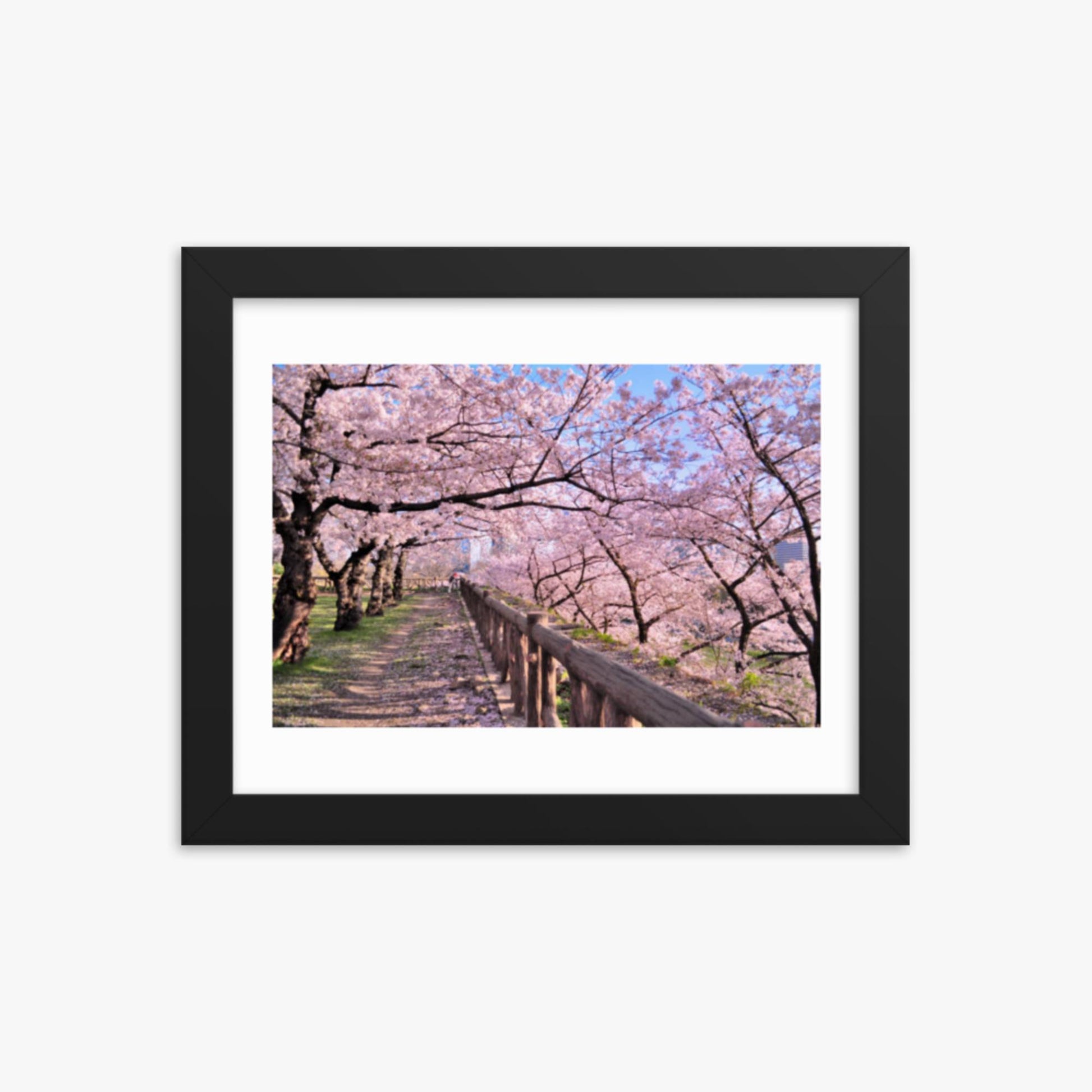 Cherry blossoms in full bloom in Park 8x10 in Poster With Black Frame