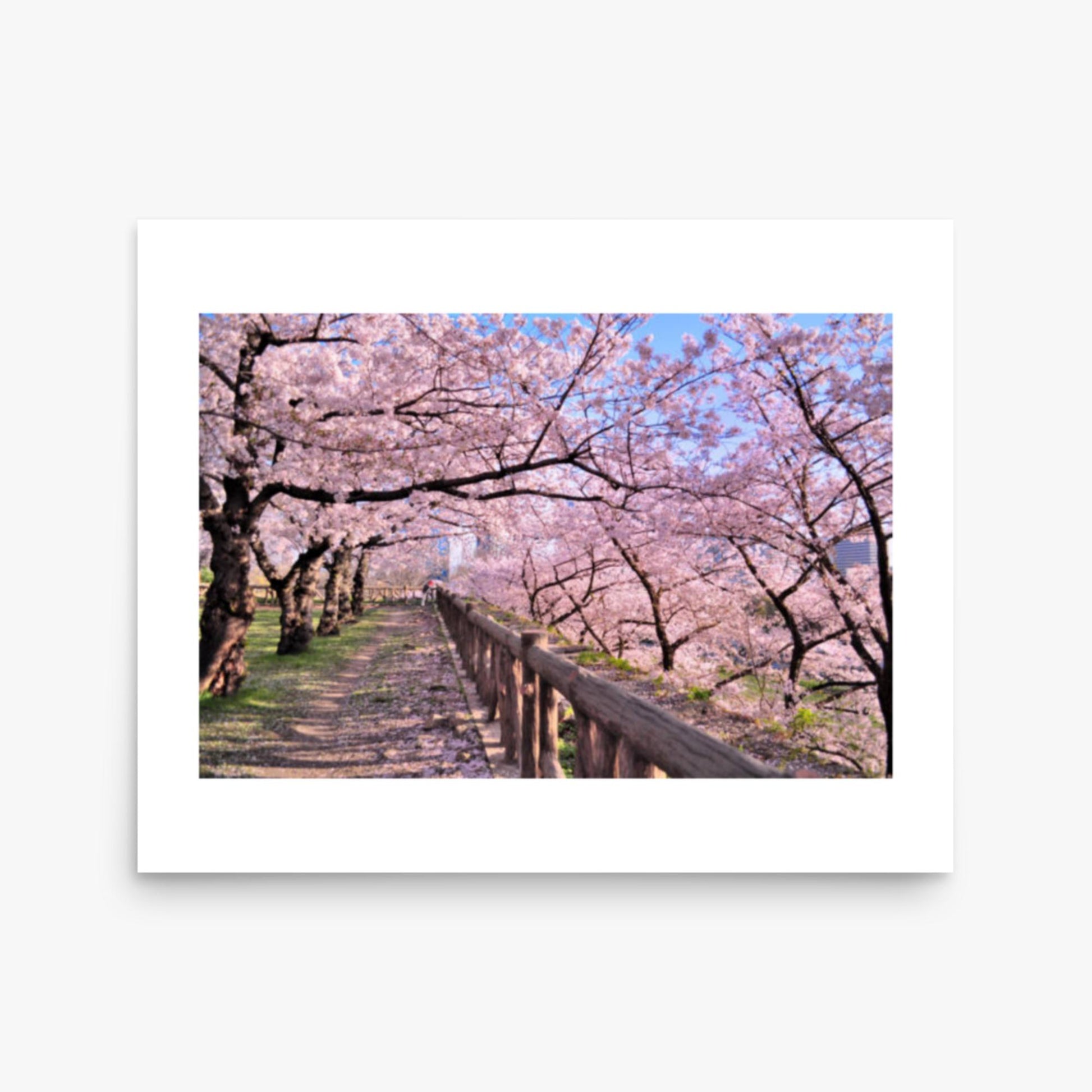 Cherry blossoms in full bloom in Park 16x20 in Poster