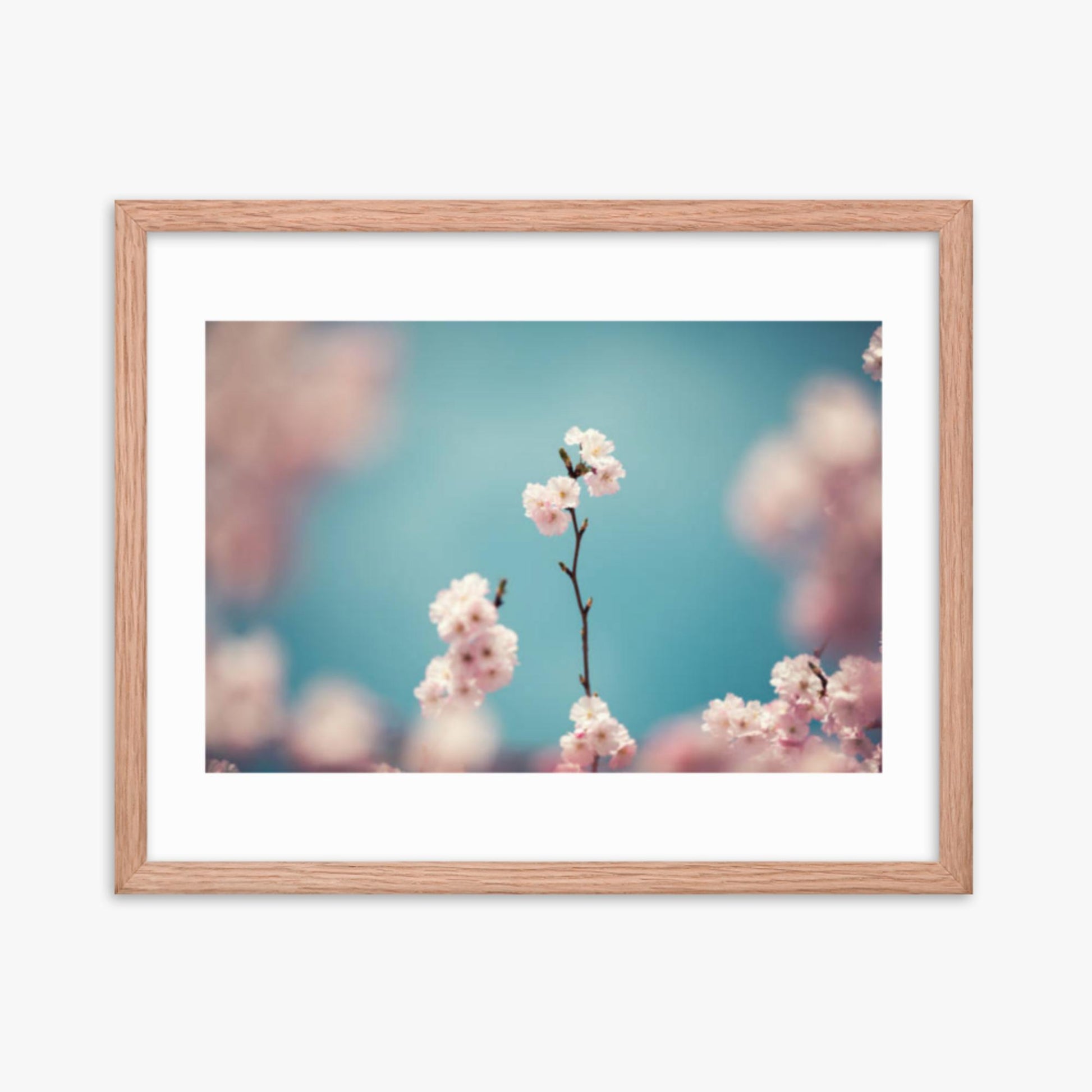 Pastel Colored Cherry Blossoms 16x20 in Poster With Oak Frame