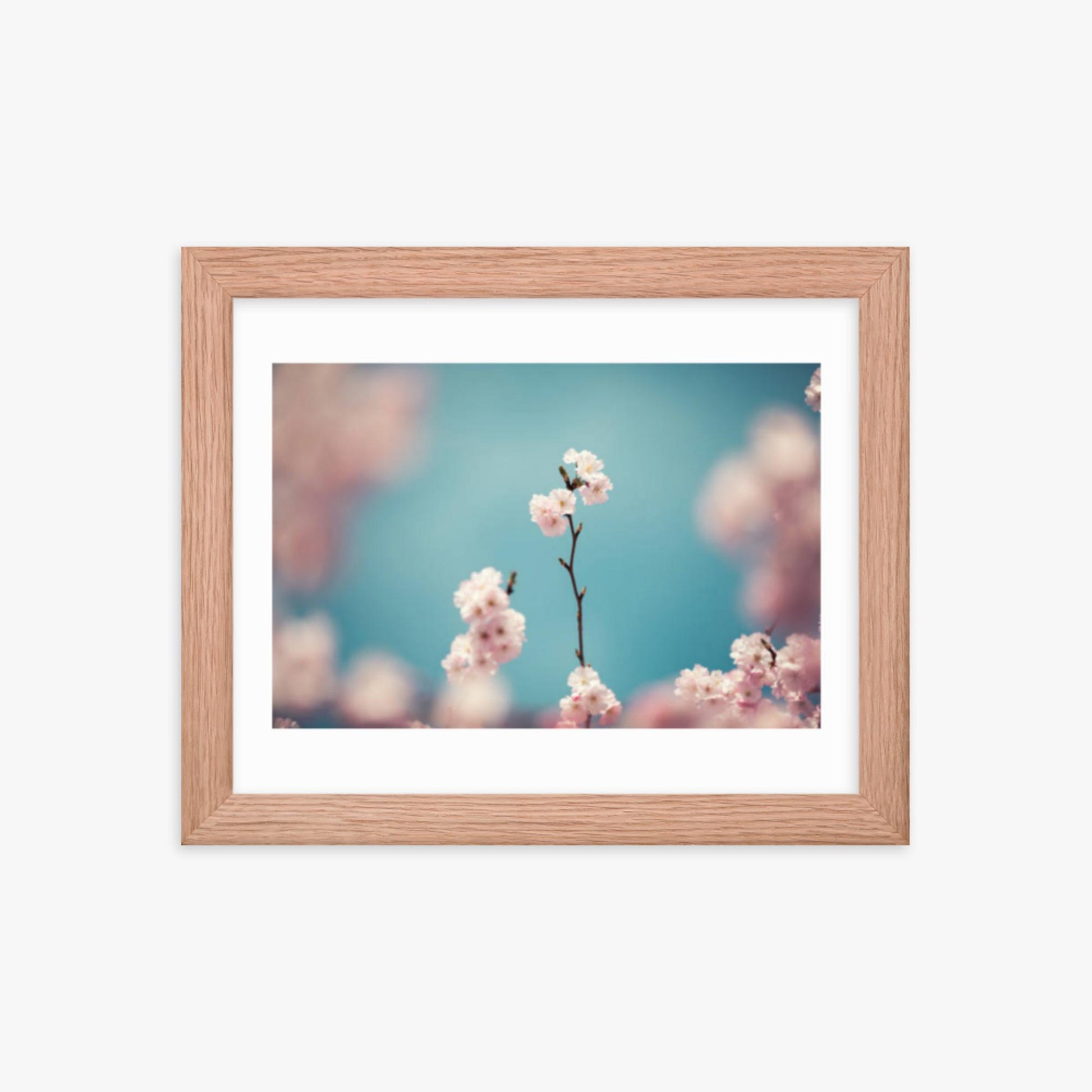 Pastel Colored Cherry Blossoms 8x10 in Poster With Oak Frame