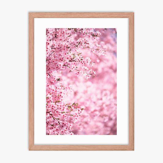 Pink Cherry Blossoms 2 18x24 in Poster With Oak Frame