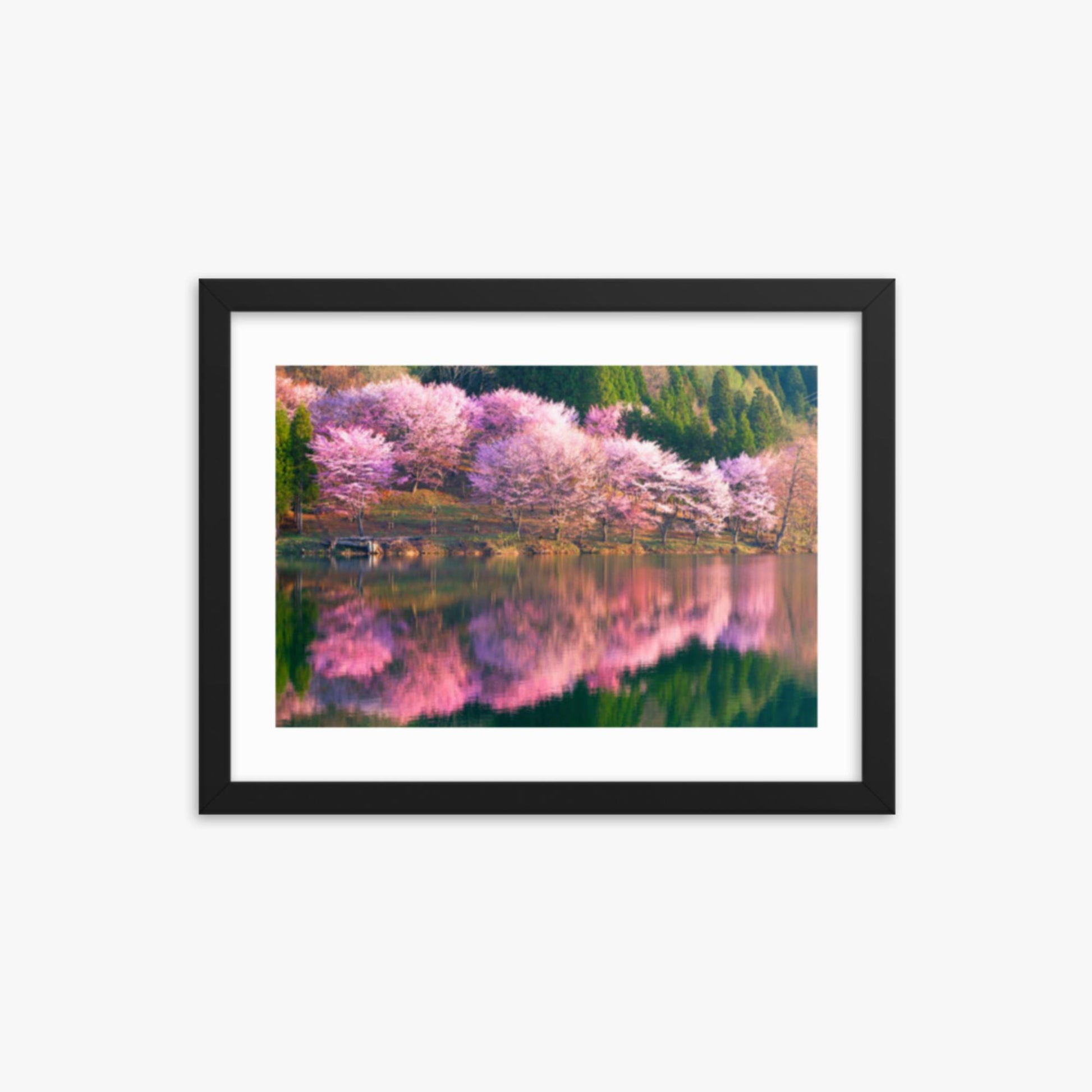 Pink cherry blossoms reflected in Lake Nakatsuna 12x16 in Poster With Black Frame