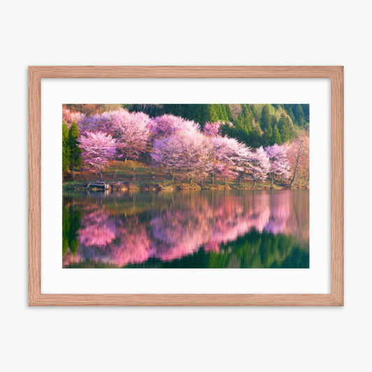 Pink cherry blossoms reflected in Lake Nakatsuna 18x24 in Poster With Oak Frame