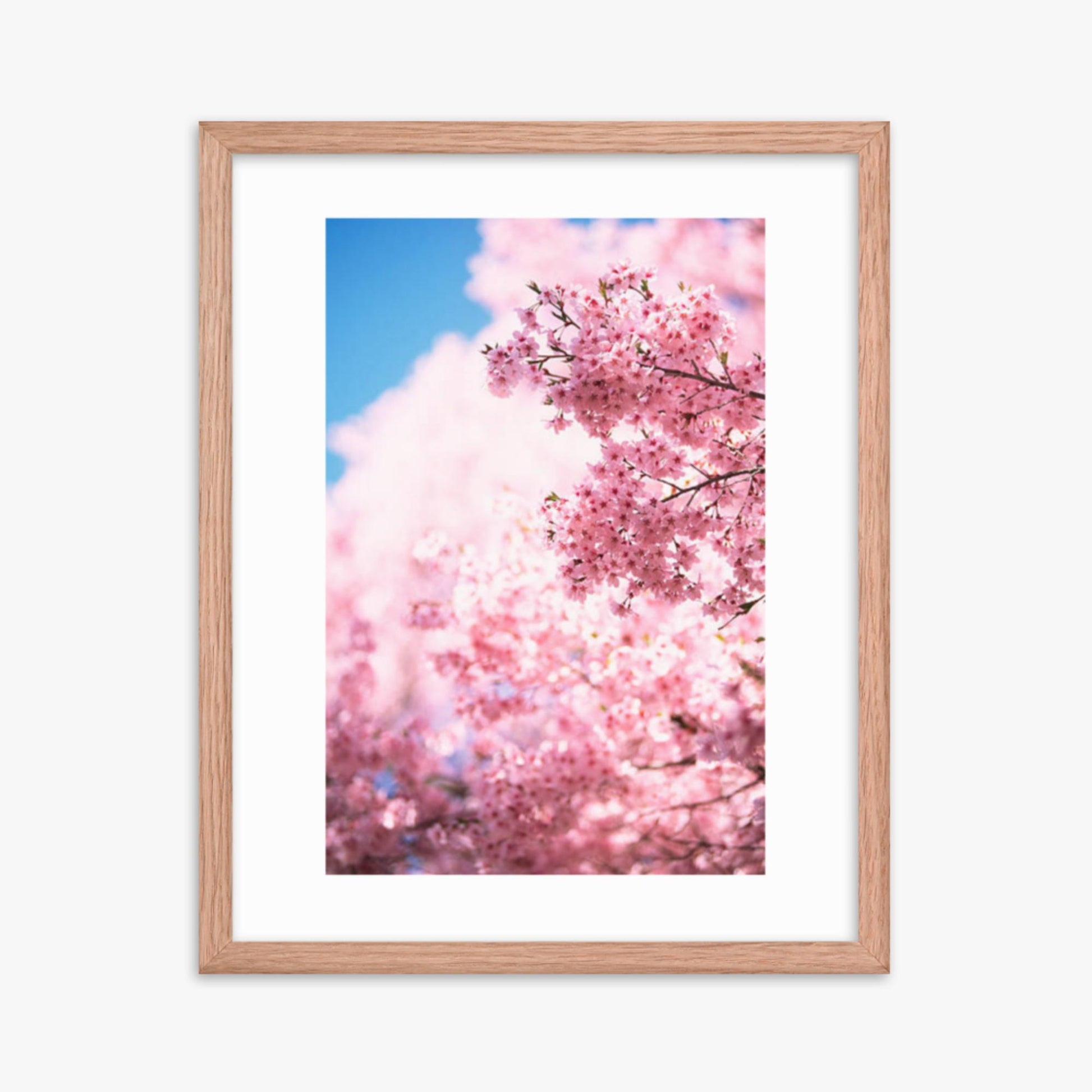 Cherry Blossoms 2 16x20 in Poster With Oak Frame