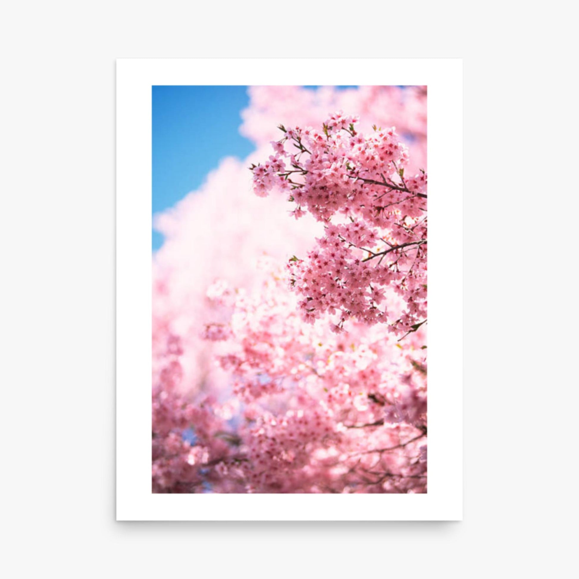 Cherry Blossoms 2 18x24 in Poster