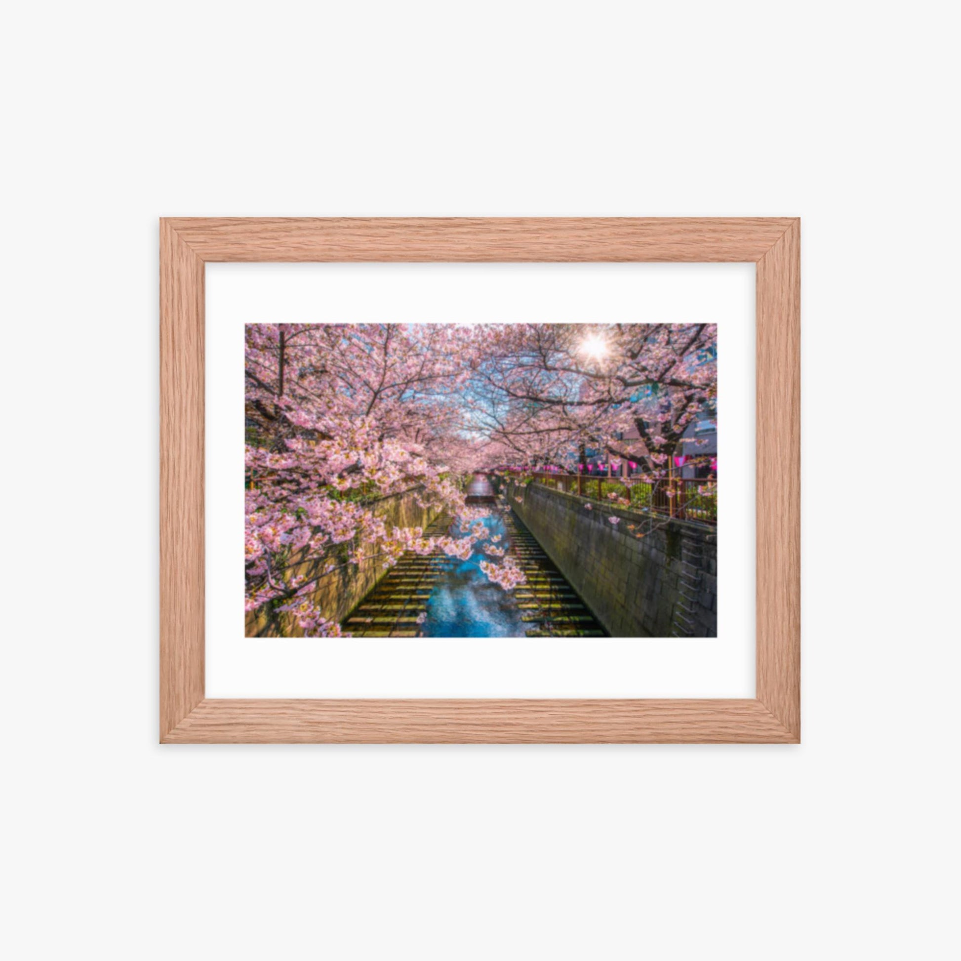 Cherry blossom sakura lined Meguro Canal in Tokyo 8x10 in Poster With Oak Frame