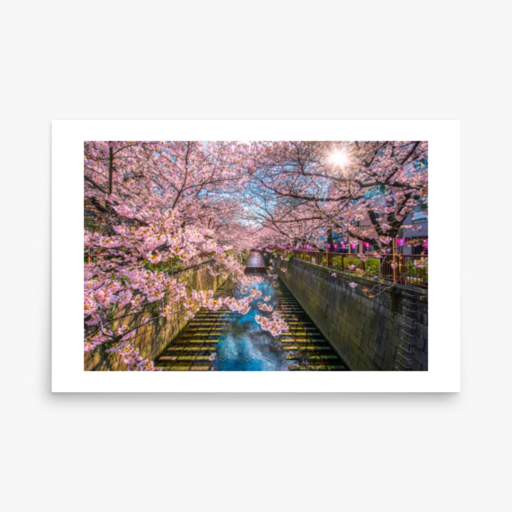 Cherry blossom sakura lined Meguro Canal in Tokyo 24x36 in Poster