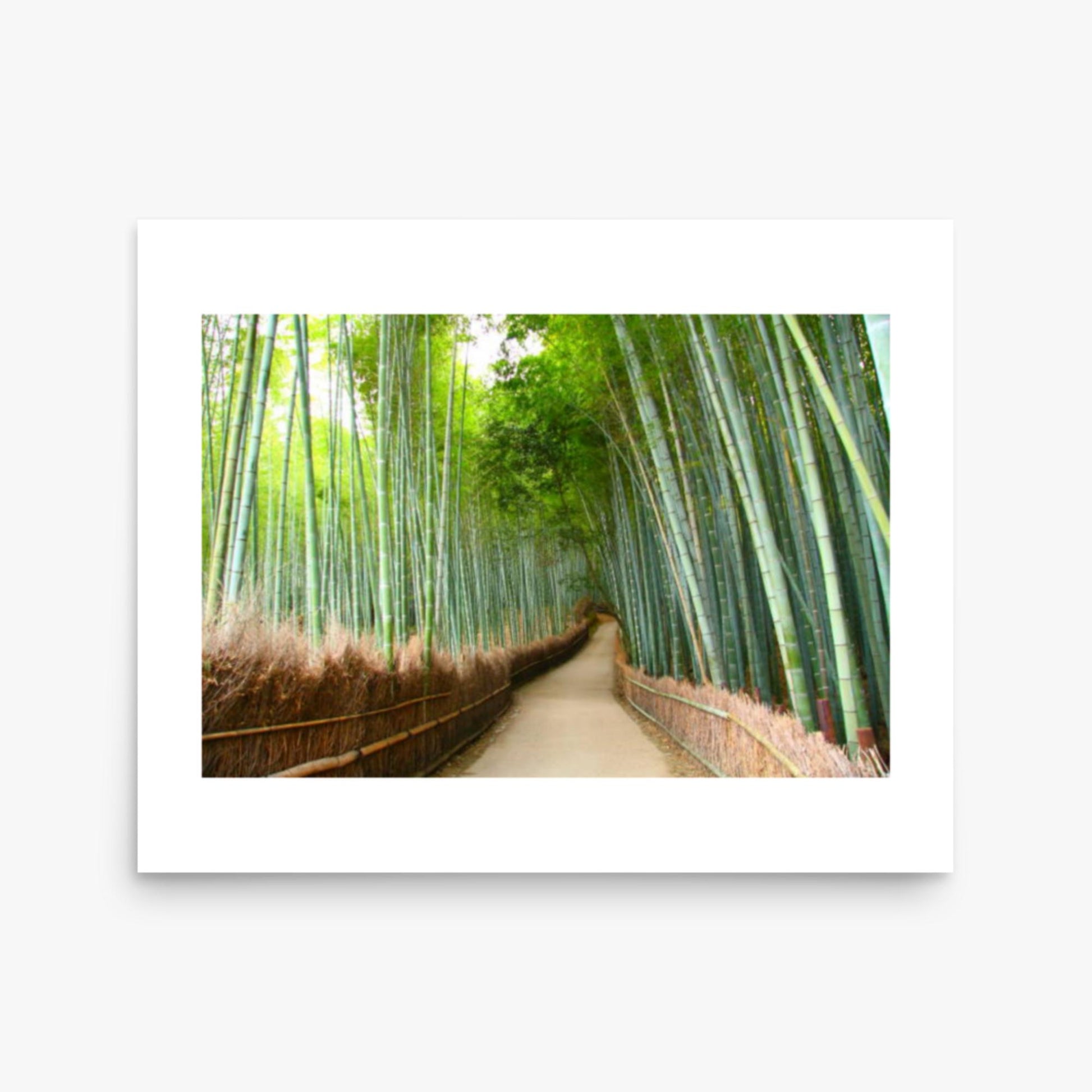 Bamboo grove in Kyoto 16x20 in Poster