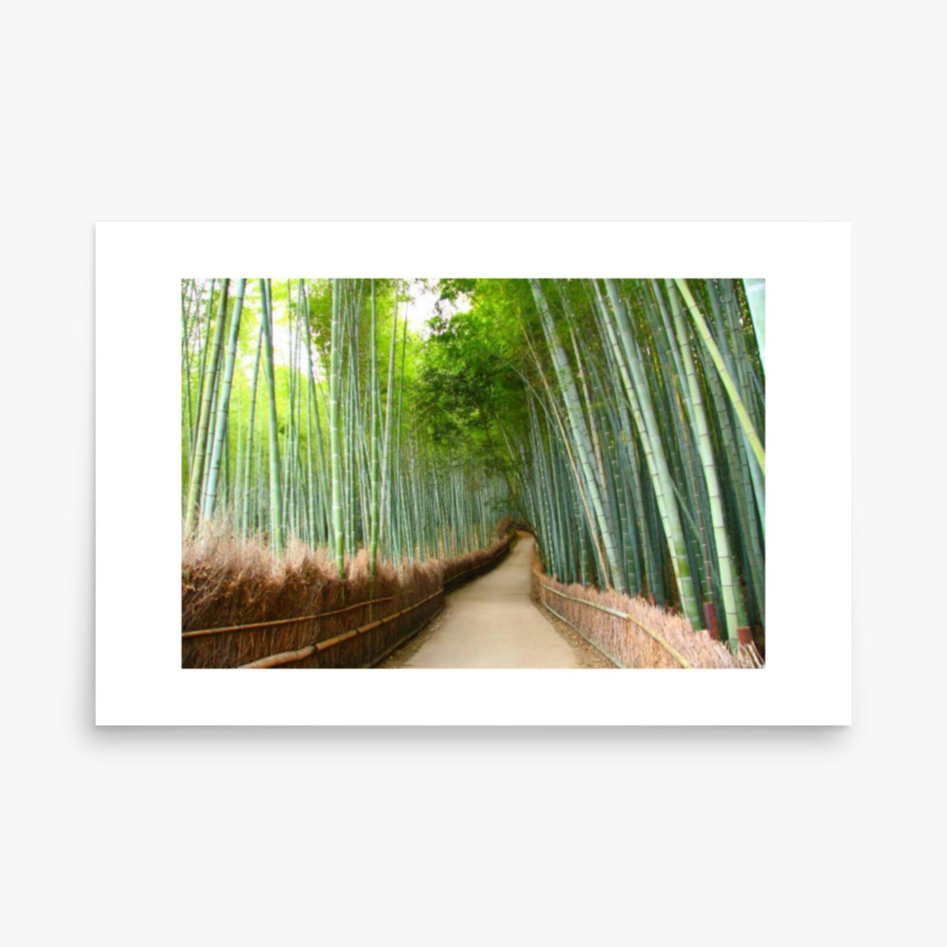 Bamboo grove in Kyoto 24x36 in Poster